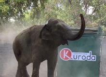 LLegó la elefanta "Bireki" a Culiacán