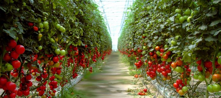 16julio tomate sinaloa