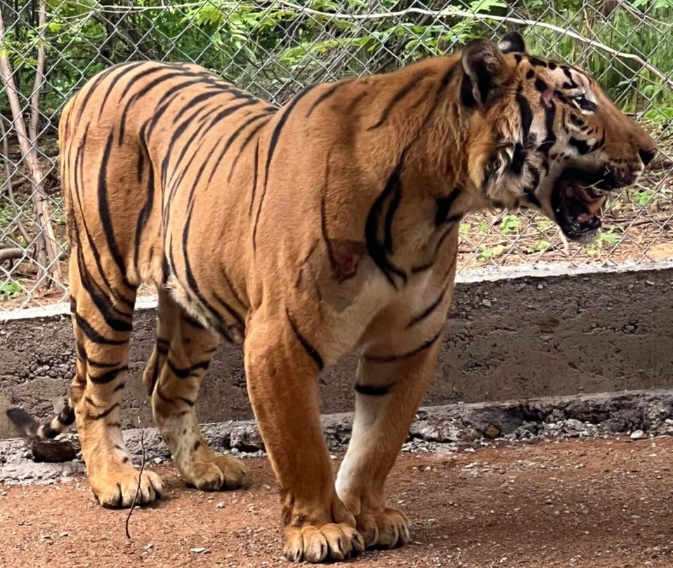 Tigre de Bengala