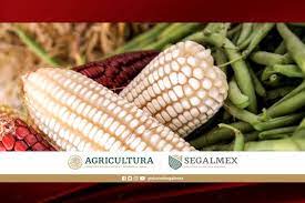 Maiz Segalmex