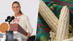 ANUNCIAN INCENTIVOS A MAICEROS DE SINALOA PARA OTOÑO-INVIERNO